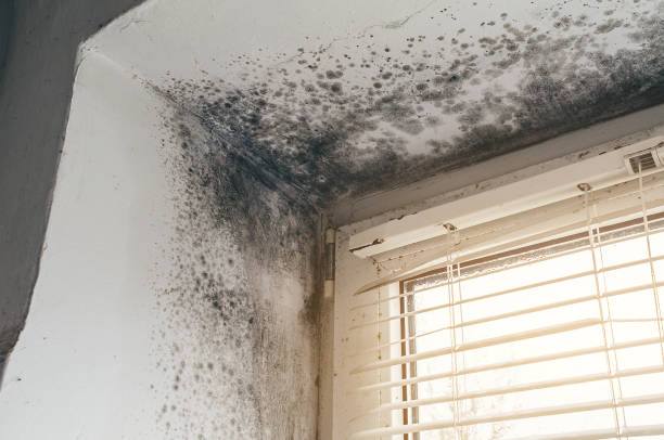 Affordable Mold Cleanup solutions in Lake Dallas, TX